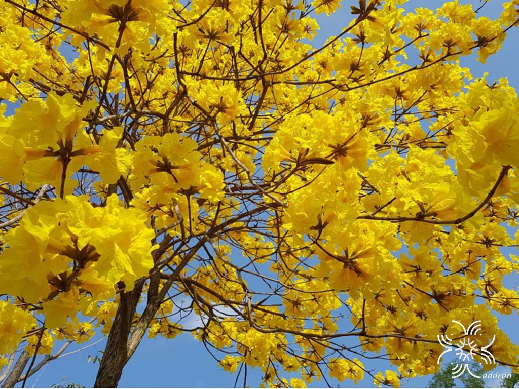 เหลืองเชียงราย Handroanthus chrysotrichus (Mart. ex DC.) Mattos
