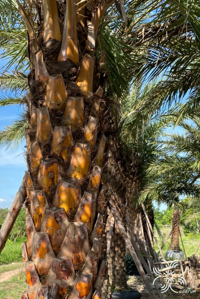 อินทผาลัม Phoenix dactylifera L.