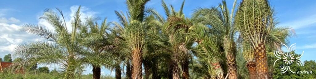 อินทผาลัม Phoenix dactylifera L.