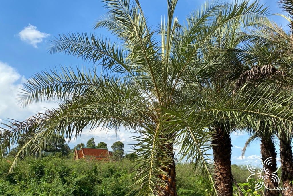 อินทผาลัม Phoenix dactylifera L.