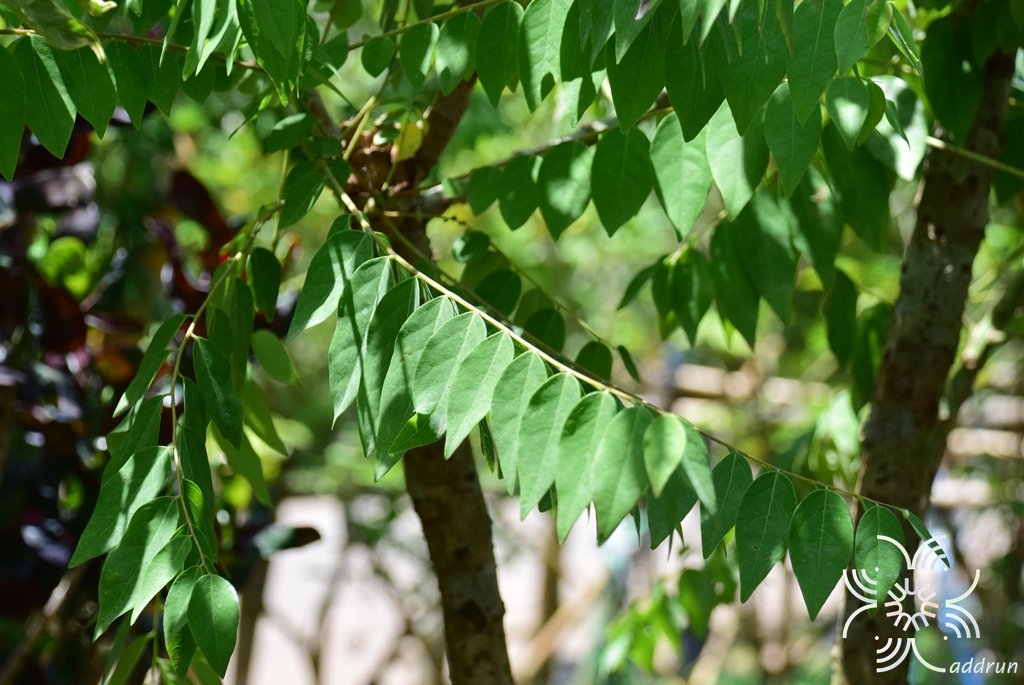 มะยม Phyllanthus acidus (L.) Skeels
