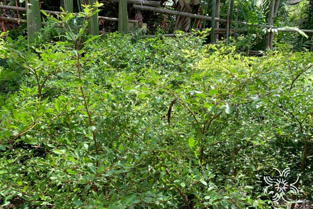 หูกระจง Terminalia ivorensis A.Chev.