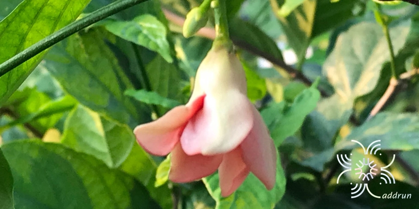 โมกแดง Wrightia dubia (Sims) Spreng.